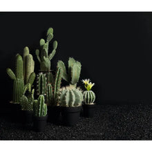 Charger l'image dans la galerie, Cactus Artificiel Décoratif - ASA Selection
